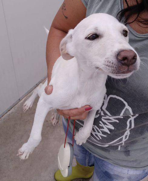 HEDO CERCA AMORE Foto 2