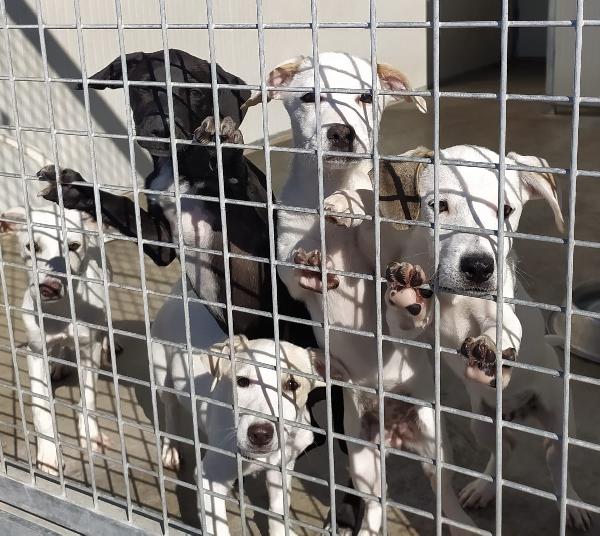 HEDO CERCA AMORE Foto 4