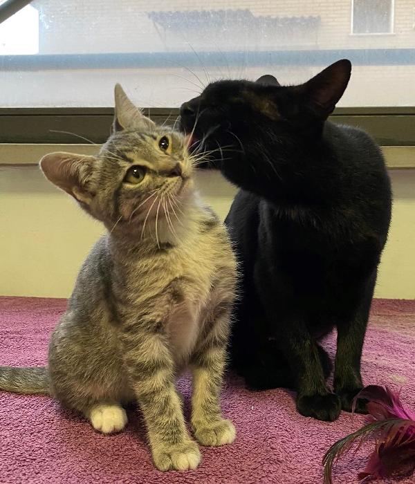 Mamma E Figlia Inseparabili Cercano Casa