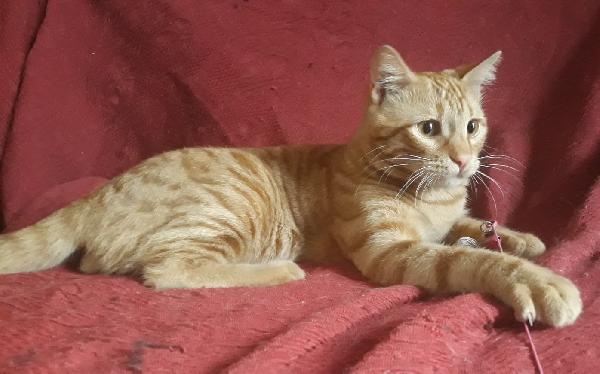 Tenerissimo Gattino In Cerca Di Casa