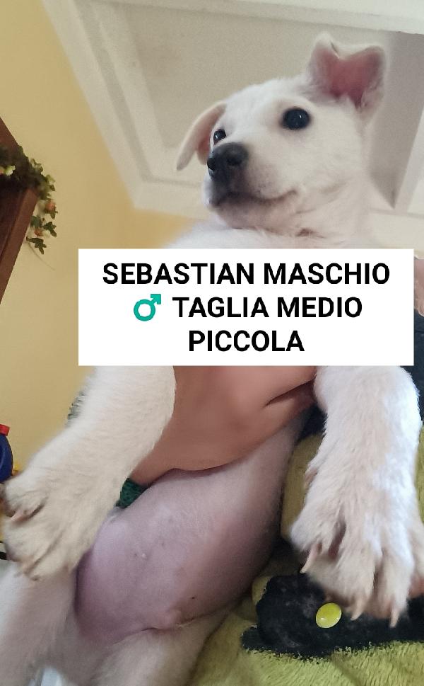 Sebastian Futura Taglia Medio Piccola