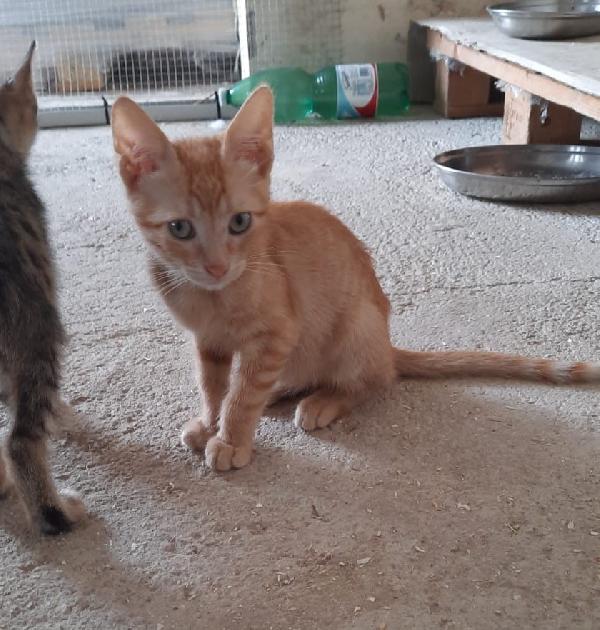 Ciop Splendido Gattino Di 5 Mesi