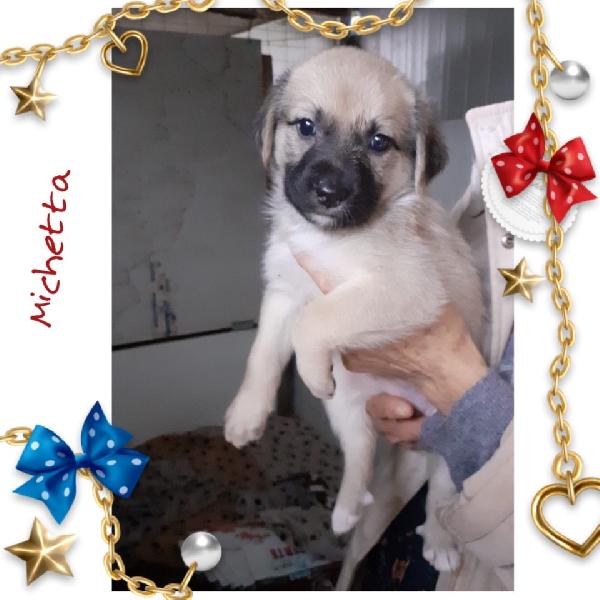 Filoncino Francesino E Michetta