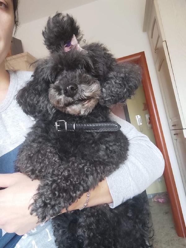 Masha Barboncino Cerca Casa 