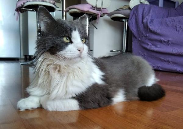 Zeus Splendido Gattone Cerca Casa