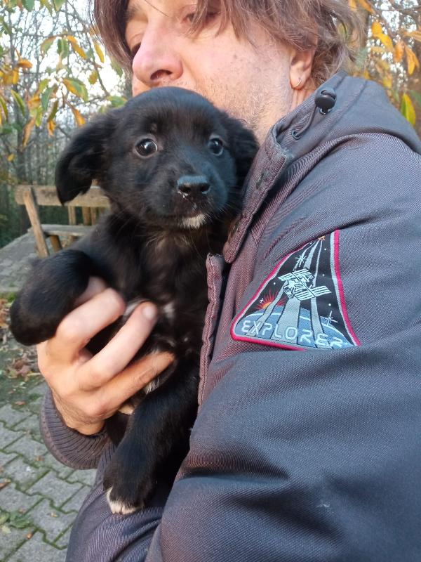 Acca Meraviglioso Cucciolo Simil Volpino