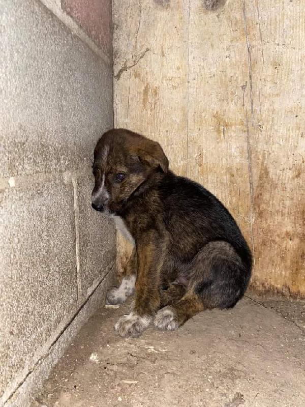 Cucciolo Di Due Mesi! ( Sui 20 Kg)