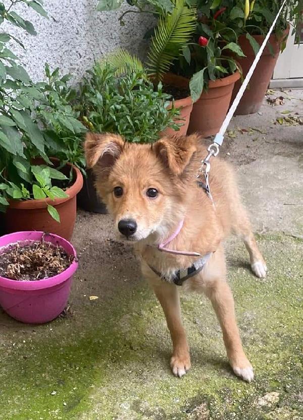 Spuma, Taglia Medio Piccola!