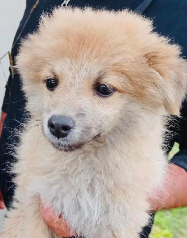 Cucciolo Simil Volpino!