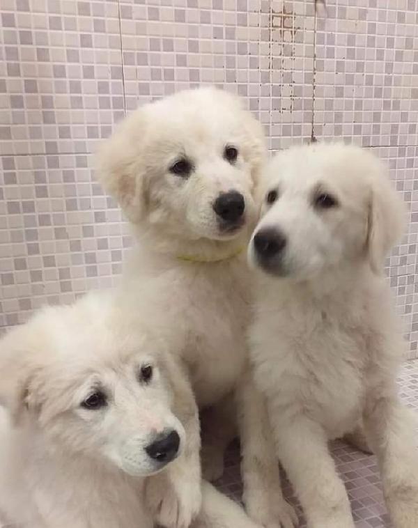 Esmeralda, Cloe E Nidra! ( Taglia Medio Grande)