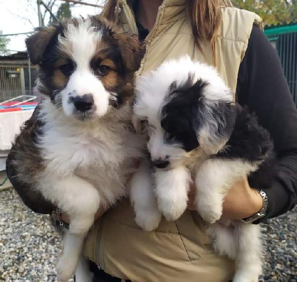 Ale E Franz, Taglia Media!