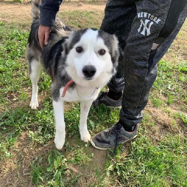 Luna, Femmina Mix Husky! (10 Mesi)