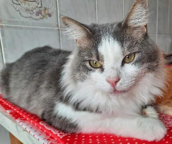 Il Bellissimo Oliver Cerca Casa