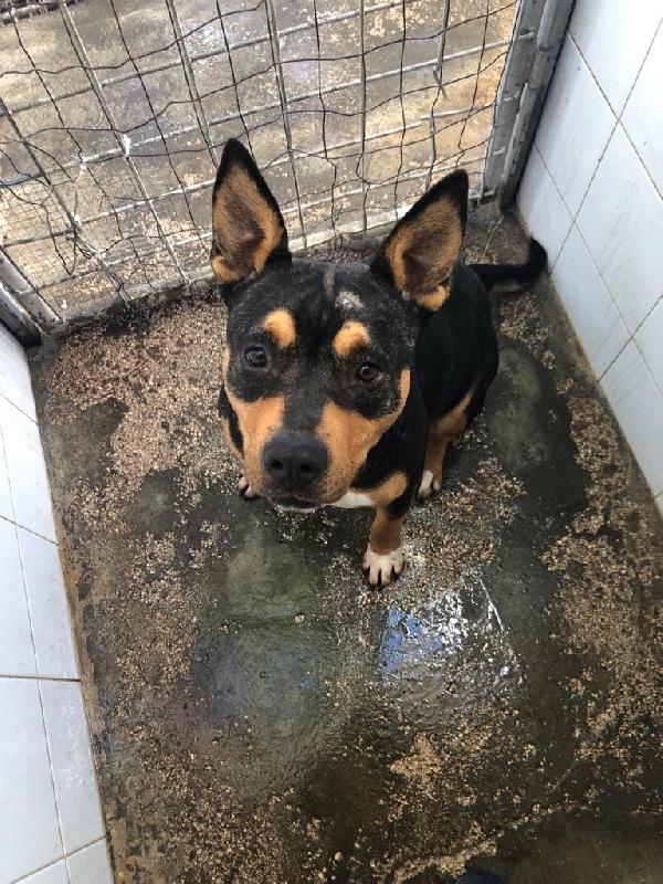 Simil Amstaff In Adozione 