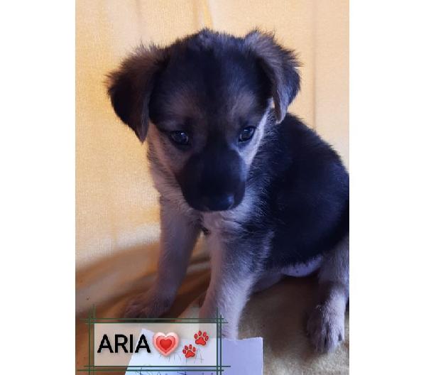 Aria, Aspetta Il Suo Riscatto 