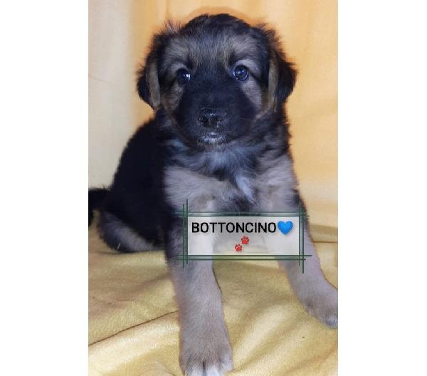 Bottoncino E La Sua Favola Mancata 