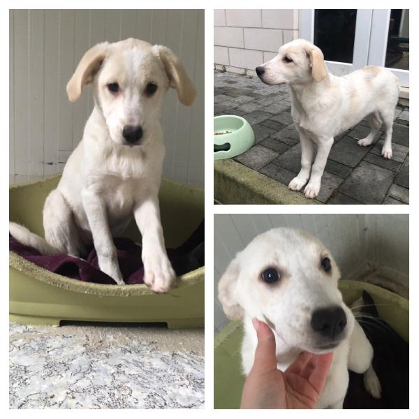 Cucciola Zaira Rimasta Sola 