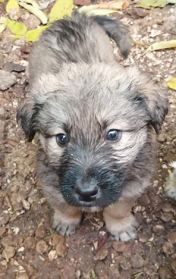 Lisa, Taglia Medio-Grande!