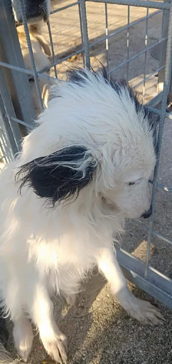 Cagnolina Taglia Piccola! (6 Mesi)