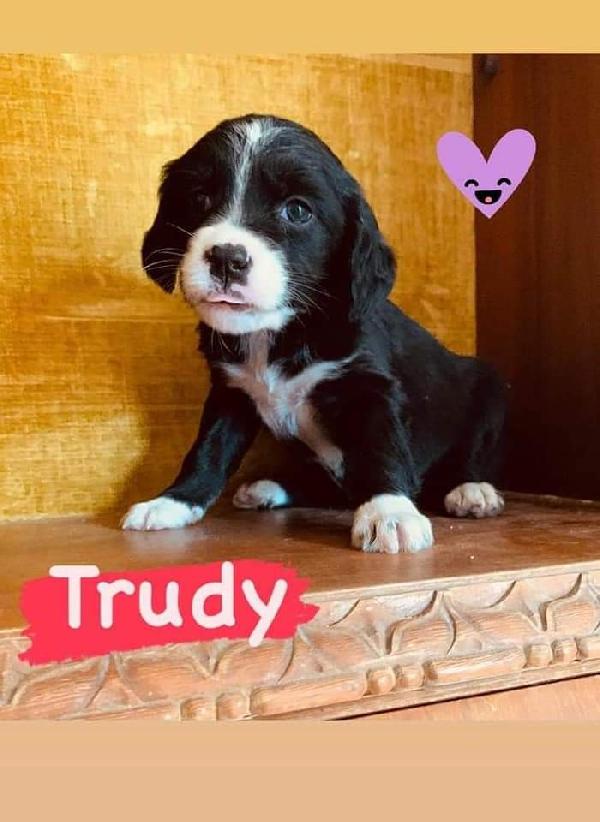 Oliver E Trudy, Taglia Medio-Piccola!