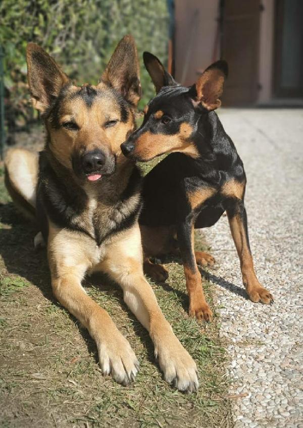 Milo Splendido Simil Pinscher Di 1 Anno