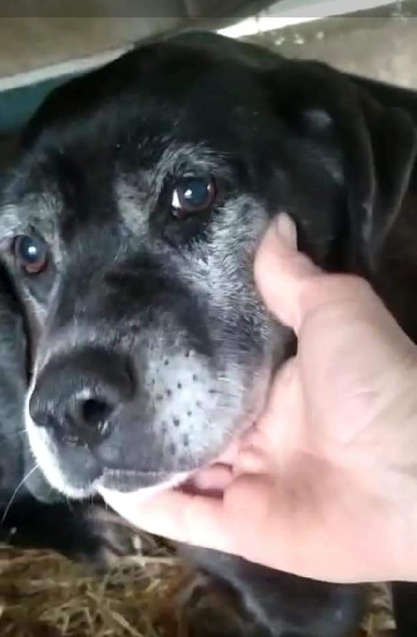 Nonna Pervinca, Taglia Media!