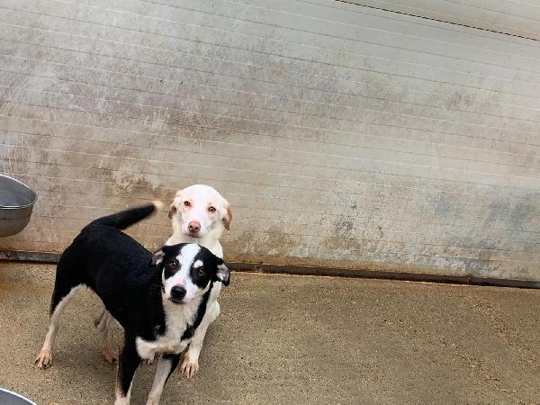 Cucciolo Taglia Piccola 