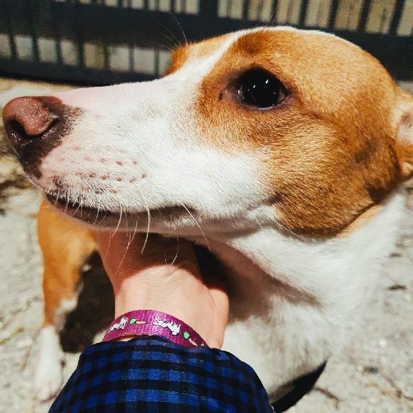 Cucciola Stella Cerca La Felicità 