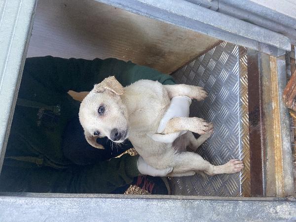 Cucciola Taglia Piccola 