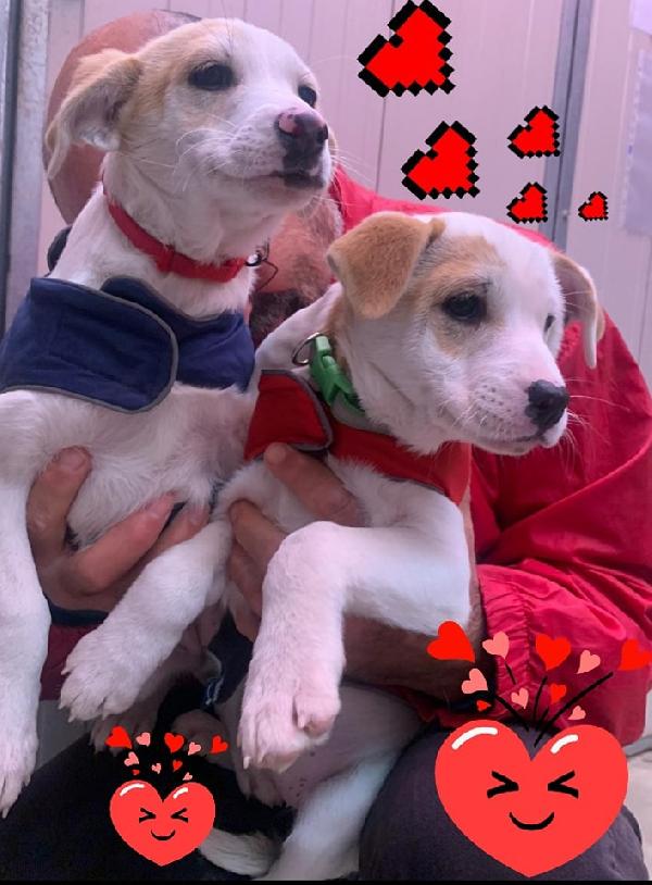 Adotta Ester E Milù