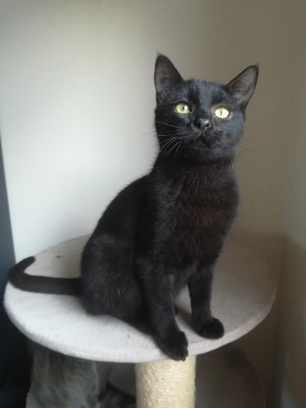 Totò Gattino Nero 6 Mesi