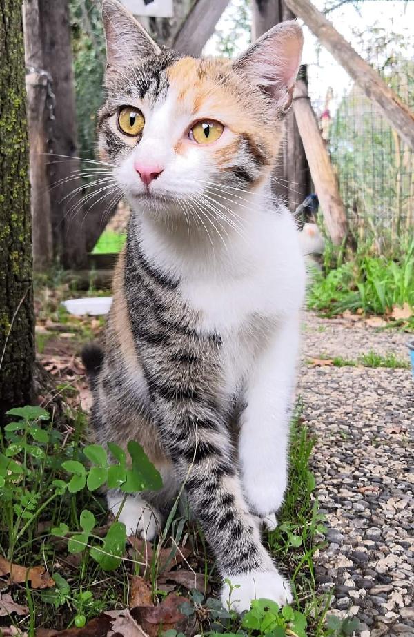 La Piccola Trillina Cerca Una Famiglia