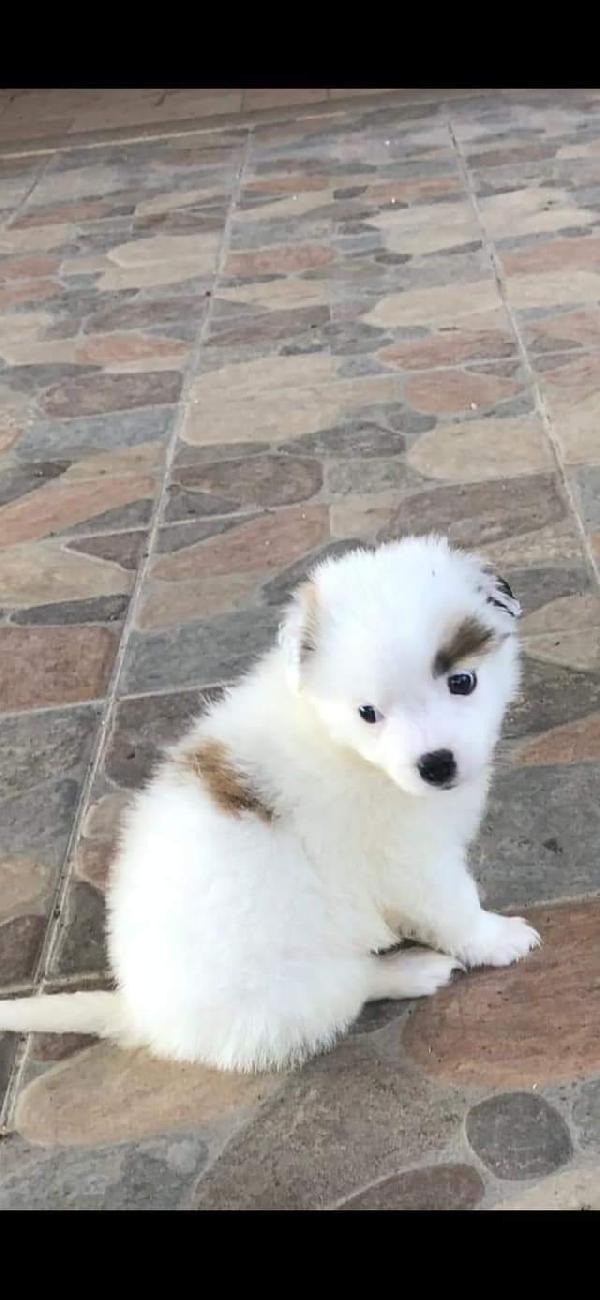 Benji , Taglia Piccola!