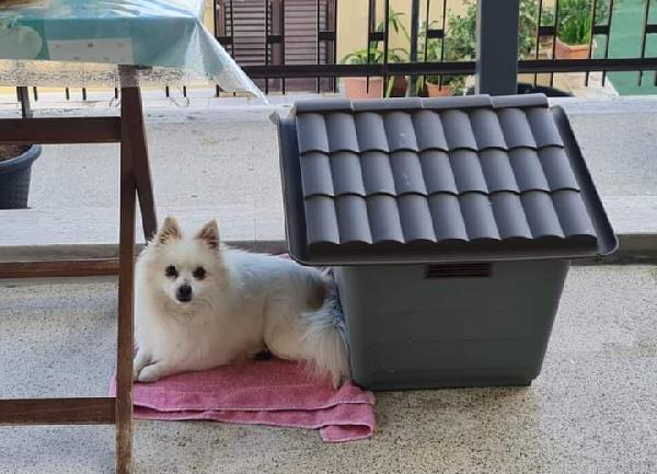 Oliver, Volpino Di Pomerania! 