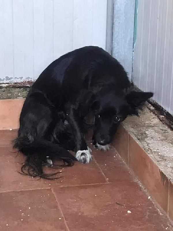 Cagnolina Di 3 Anni, Taglia Piccola!