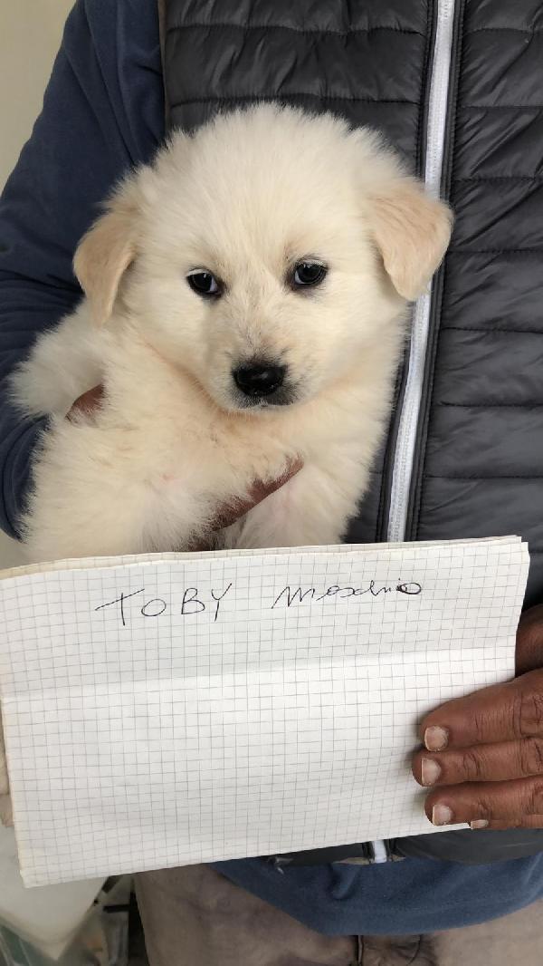 Cucciolo Taglia Media Aspetta Una Famiglia 