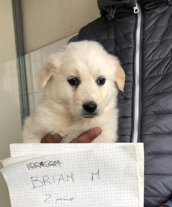 Vivo In Un Incubo Chiamato Canile 