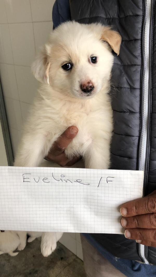 Cucciolo Taglia Media Aspetta Una Favola 