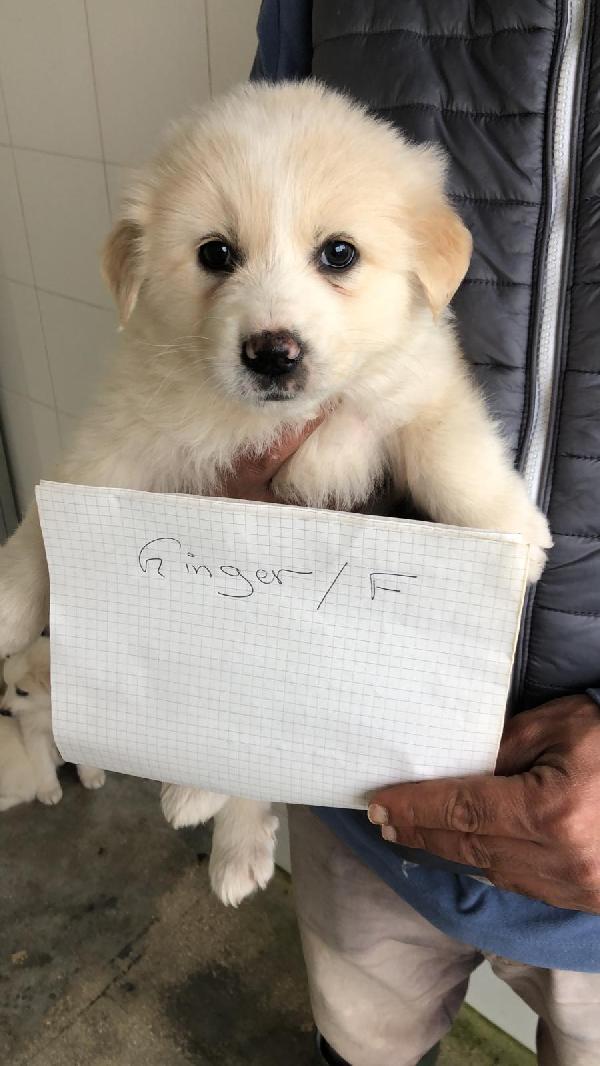 Sogno Una Vita Insieme A Te 