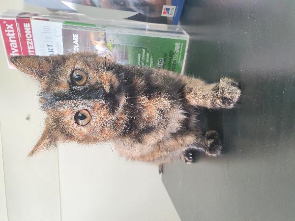 Zucchetta, 3 Mesi, Cerca Casa!