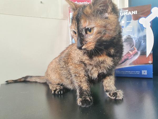 Adorabile Gattina 3 Mesi