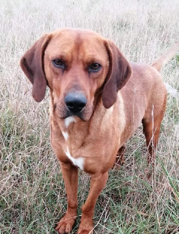 Ares! (2 Anni- 18/20Kg)