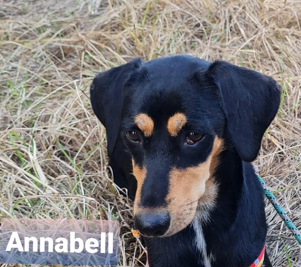 Annabell Splendida Simil Segugio Taglia Medio Piccola