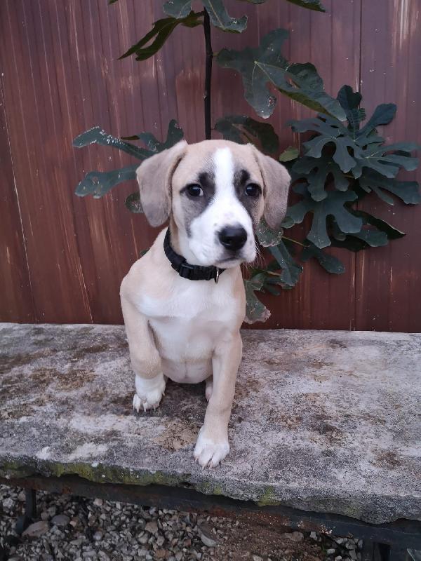 Sasha Splendida Femminuccia Futura Taglia Media 