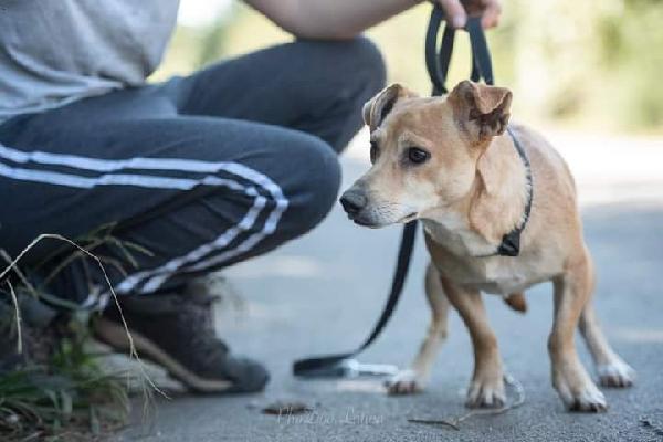 Adozione Cagnolino Taglia Piccola 3 Anni 