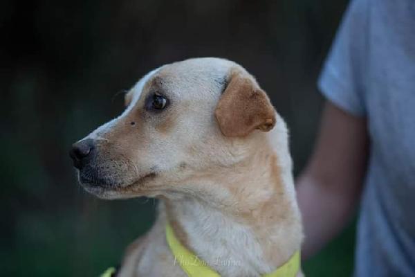 Adozione Mix Sharpei Femmina 