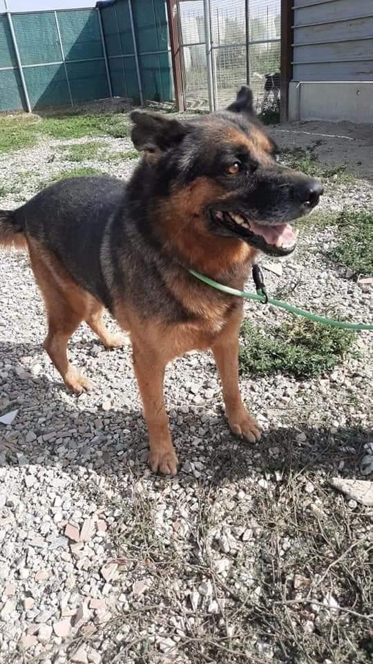 Gregor Mix Pastore Tedesco