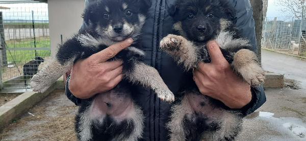 Fratellini Cercano Casa 