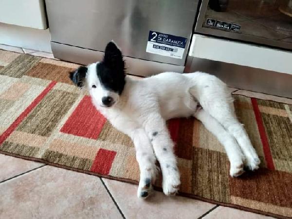 Pallino, Simil Border Colline!