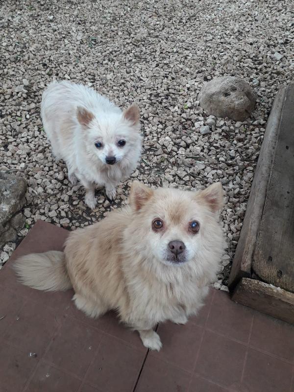 Bianca E Bruna Simil Volpino Taglia Piccola